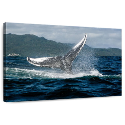 Brampt Samana Humpback Whale