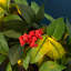 Faux Lighted Berry 61cm Wreath
