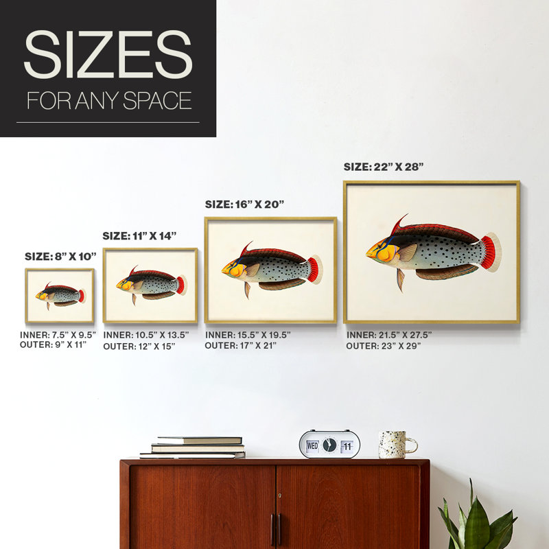Tropical Fish Collection IV -Framed Print - Restickable