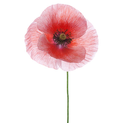 Poppy by _Vilor - Wrapped Canvas Print
