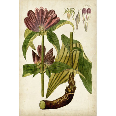Horticultural Specimen IV - Wrapped Canvas Painting