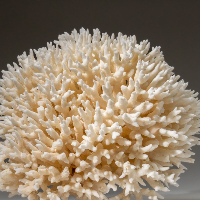 Genuine Birds Nest Coral ( 3 Lbs)