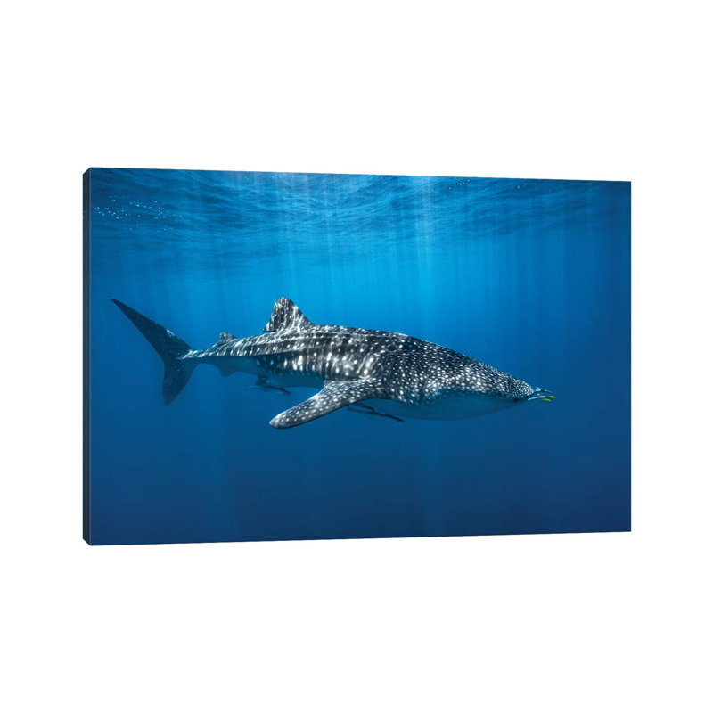 Whale Shark In The Blue by Barathieu Gabriel - Print on Canvas, 20.32cm H x 30.48cm W x 1.91cm D, Wrapped Canvas