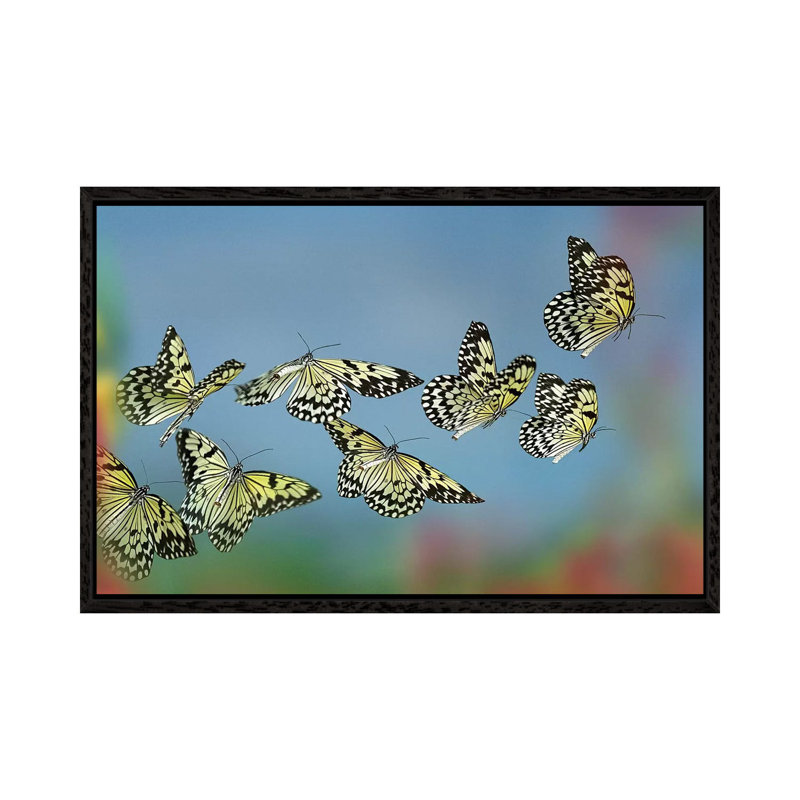 Paper Kite Butterflies Flying, Philippines by Tim Fitzharris - Print on Canvas, 66.04 cm H x 45.72 cm W, Black Framed
