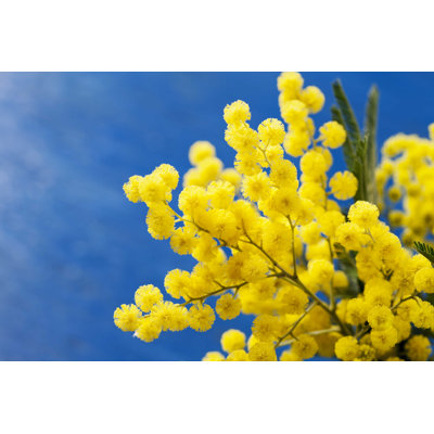Mimosa - Photographie sur toile tendue