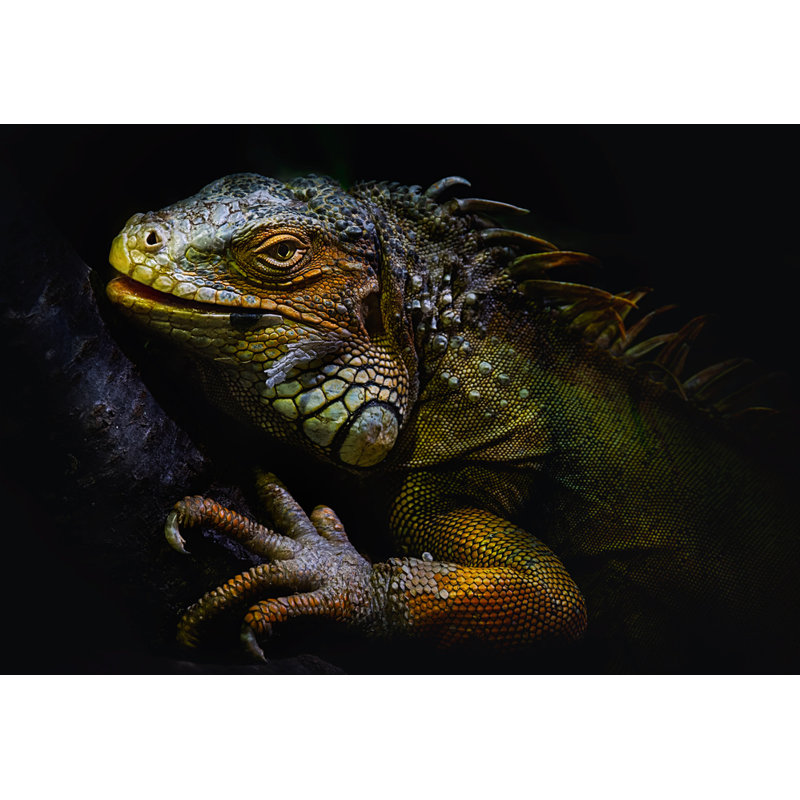 Wrapped Canvas Print, 50.8 cm H x 76.2 cm W