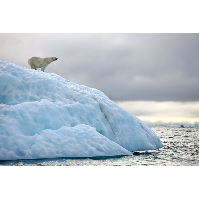 Ours polaire - photographie sur toile tendue, H 24 po x l 36 po