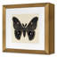 Flutter 2 Print by Todaro, Katie