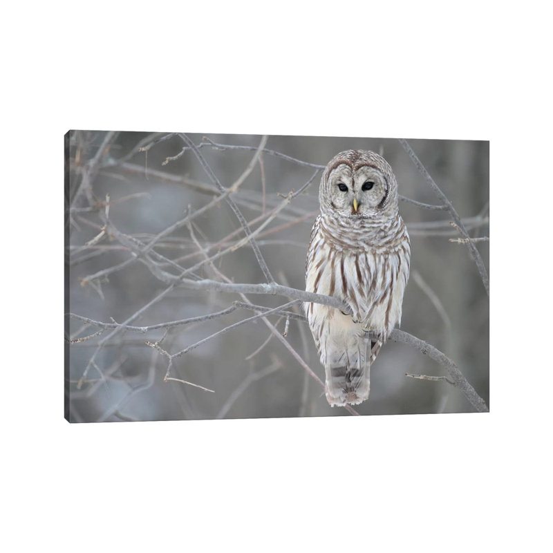 Barred Owl On Branches by Unknown Artist - Wrapped Canvas Gallery-Wrapped Canvas Giclée, 66.04 cm H x 45.72 cm W x 3.175 cm D