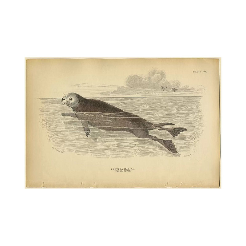 Sea Otter by PI Collection - Wrapped Canvas Panoramic Print, 152.5 cm H x 101.5 cm W