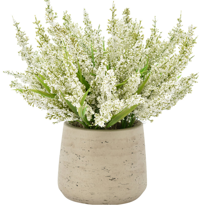 Ferdinand Heather en pot, Blanc doux