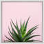 Cacti on Pink 3 Framed Photographic Print