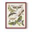 Antique Moths II, reproduction encadrée - bois massif-1344083646-1344083640