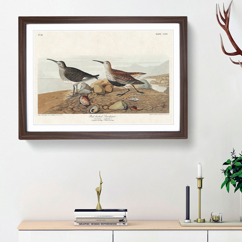 Red-Backed Sandpiper by John James Audubon - Picture Frame Painting Print, Walnut Framed, 36cm H x 48cm W x 2cm D