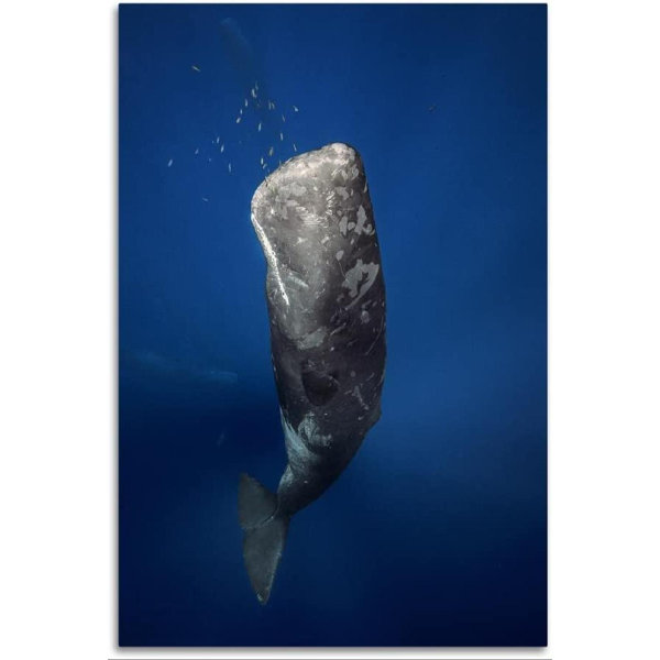 Rosecliff Heights Candle Sperm Whale On Canvas | Wayfair