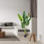 60 plantes