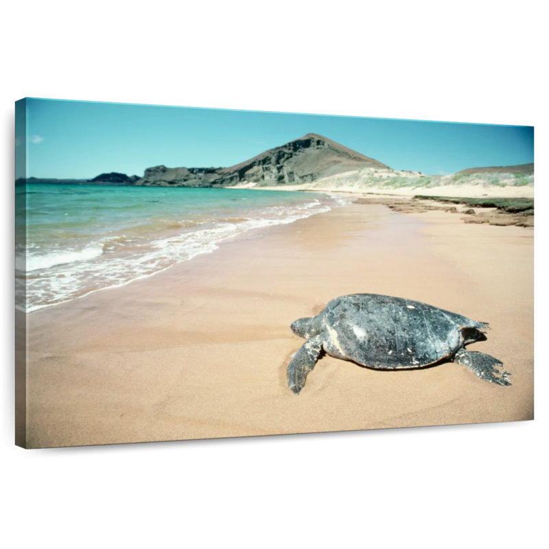 Brampt Galapagos Loggerhead Turtle, 16" H x 24" W