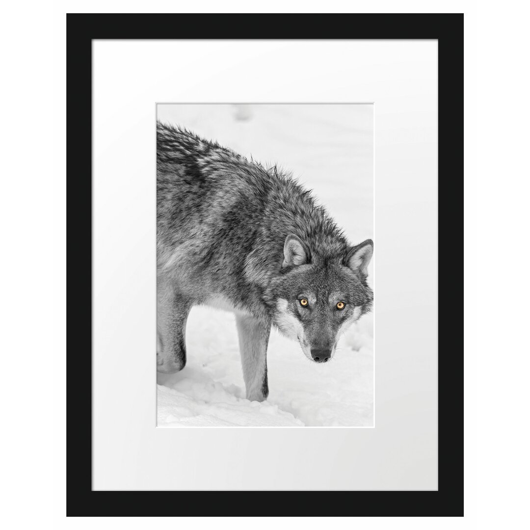 Gerahmtes Poster Einsamer Wolf im Schnee