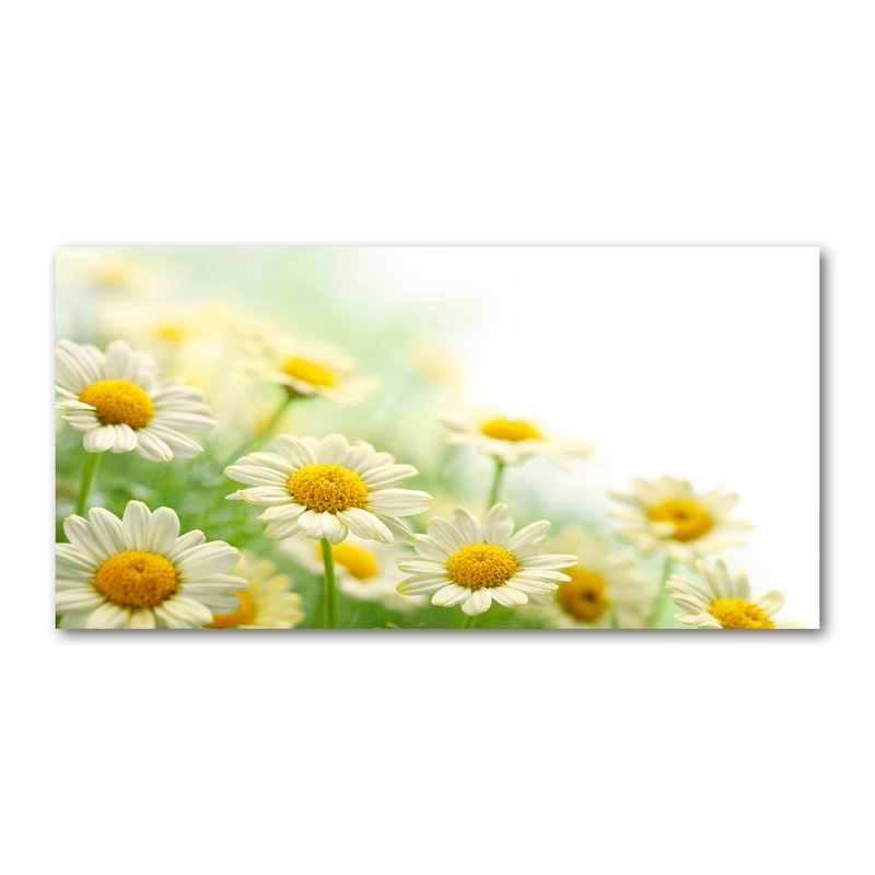 Daisies - Wrapped Canvas Print
