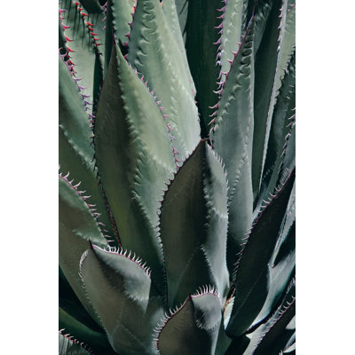 " Agave II "