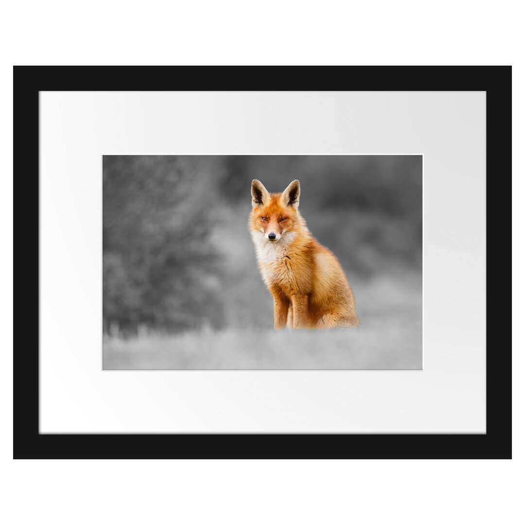 Gerahmtes Poster Magnificent Fox