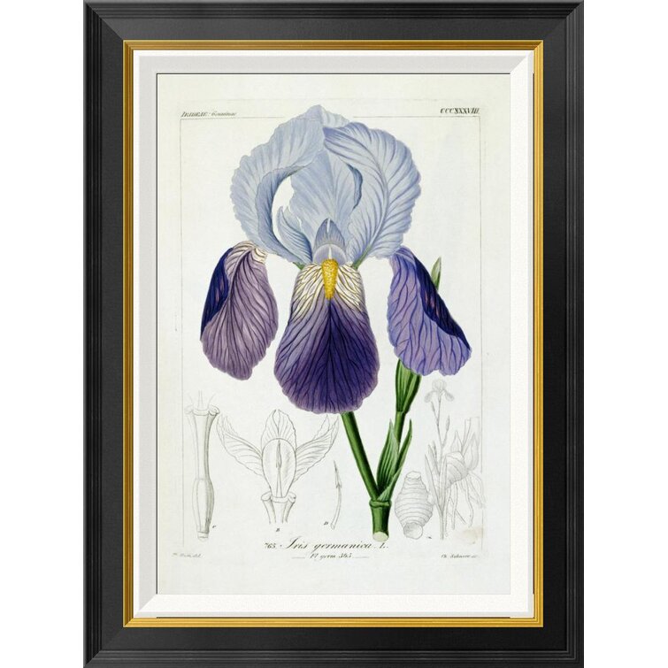 Global Gallery Bearded Iris by H.G.L. Reichenbach - Picture Frame ...