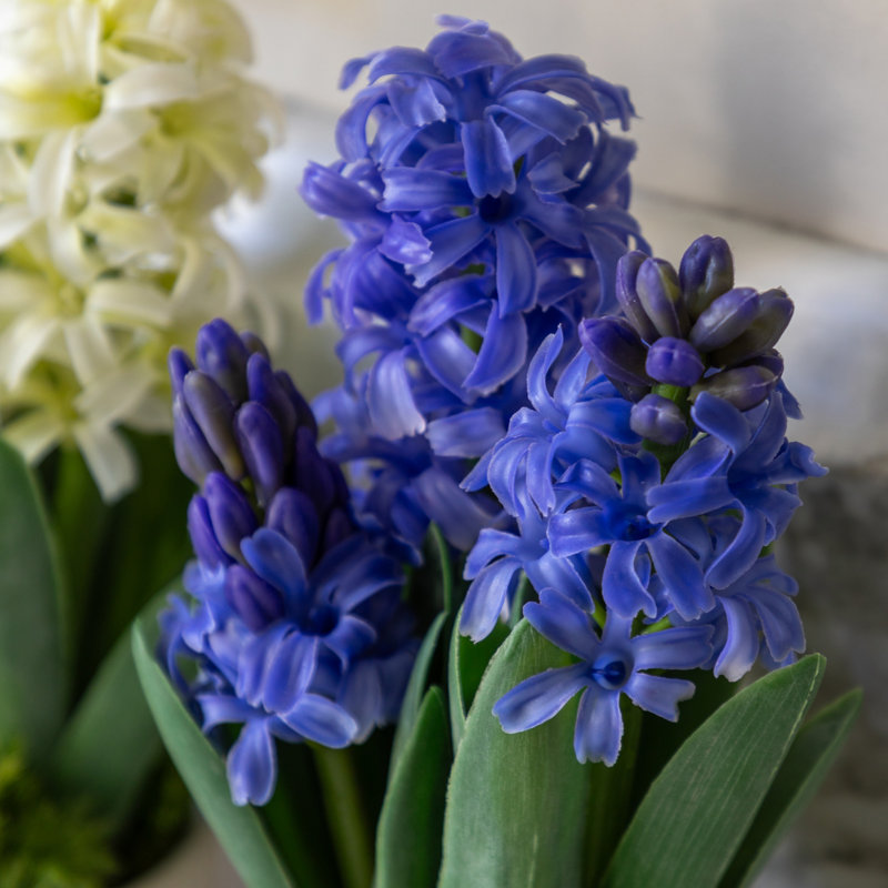 Spring Hydrangea Purple in Ceramic Pots