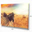 «Zebras Herd in Field at Sunset», art africain-35062527-35062524