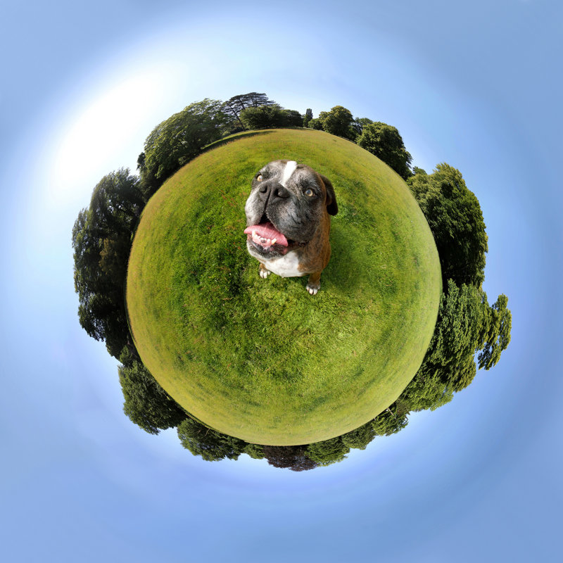 Dog Sitting by AndreasWeber - Wrapped Canvas Print, 30cm H x 30cm W