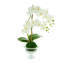 Orchids Floral Arrangements and Centerpieces in Vase