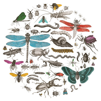 Insect Circle I Bright V2 by Wild Apple Portfolio - Wrapped Canvas Print