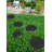 Alora Rubber Multi Functional-Garden Stepping Stone Mat, Round, Black Set of 3 - 14" X 14"