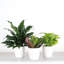 Plant in Pot-898924730