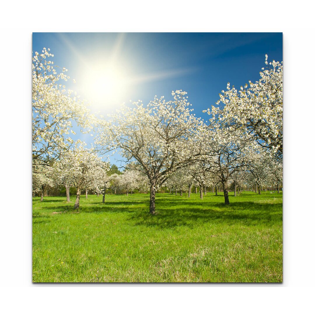 LeinwandbildÂ Apfelbaumplantage im FrÃ¼hling