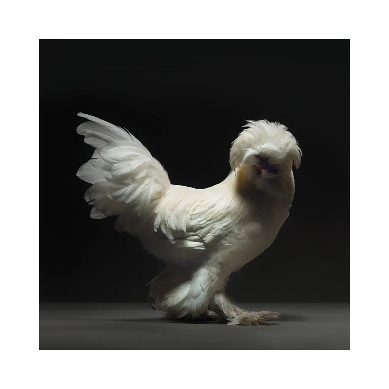 Sultano - Wrapped Canvas Print, 30.48 cm H x 30.48 cm W