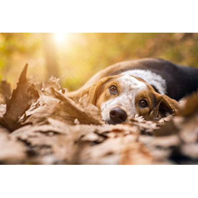 Chien triste couché sur des feuilles sèches