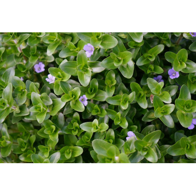 " Water Hyssop " by Wipavadee Boonyatha