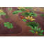 Tapis antique de petite taille