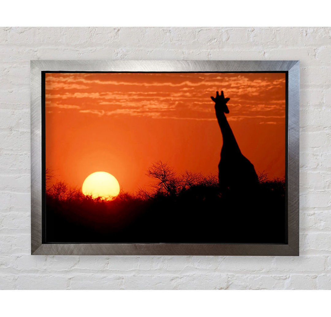 Afrikanische Giraffe im Sonnenuntergang - Einzelner Bilderrahmen Kunstdrucke