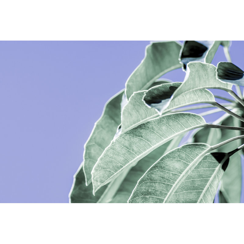 Clear Leaves on Blue I by Eva Bane - Photograph, 61 cm H x 91 cm W, Black Floater Framed