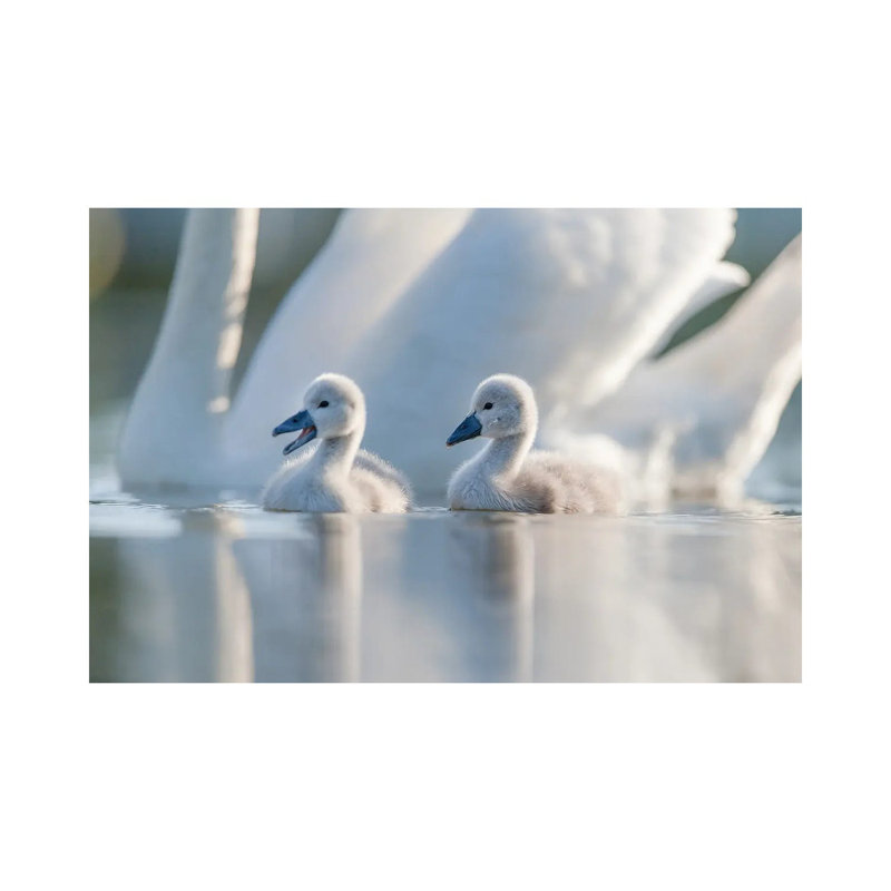 Cygnets II by Mateusz Piesiak - Wrapped Canvas Print, 20.32 cm H x 30.48 cm W