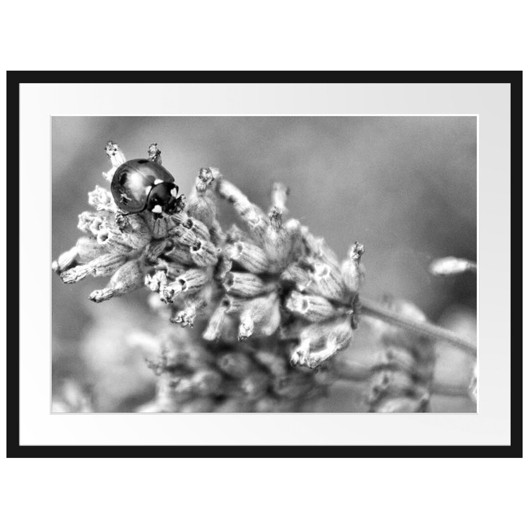 Gerahmtes Poster Marienkäfer auf Lavendel