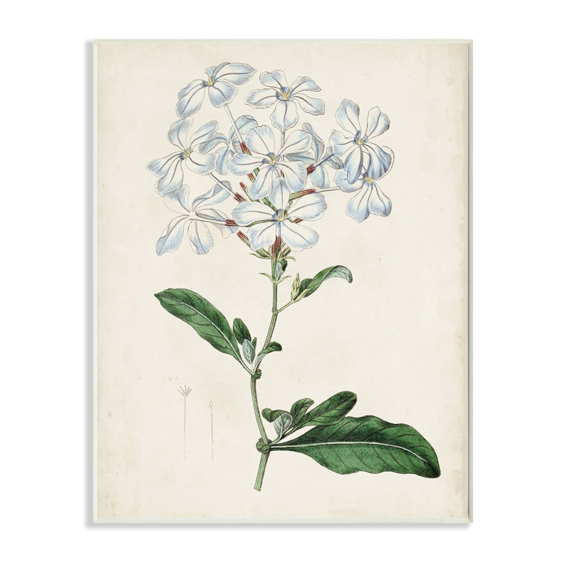 Étude florale rustique avec charmantes fleurs blanches de Curtis - impression, H 19 po x l 13 po, Bois naturel