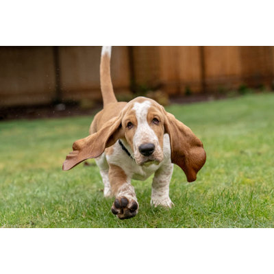 Posterazzi " Renton Washington State USA Three Month Old Basset Hound Running In His Yard With Water Being Splashed Up Off The Wet Grass (PR) "