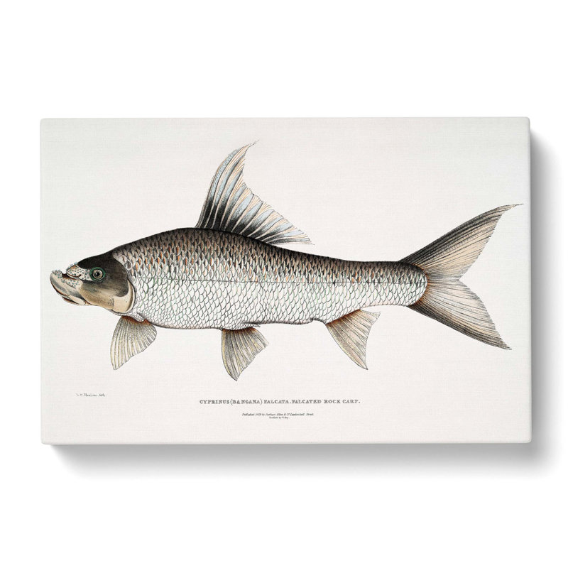 Rock Carp Illustration by John Edward Gray - Wrapped Canvas, 50cm H x 76cm W x 3cm D