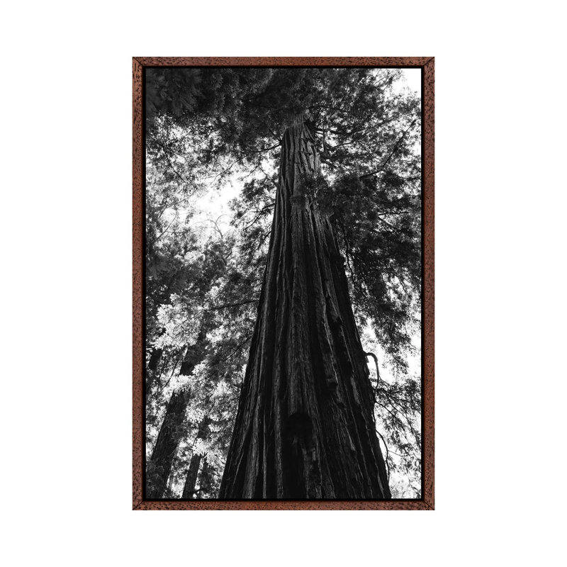 Redwood Forest XVI 1 Piece Wall Art on Canvas, 101.6cm H x 66.04cm W x 3.81cm D, Classic Brown Wood Framed