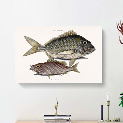 Pork Fish And Schoolmaster Fish by Mark Catesby - Wrapped Canvas