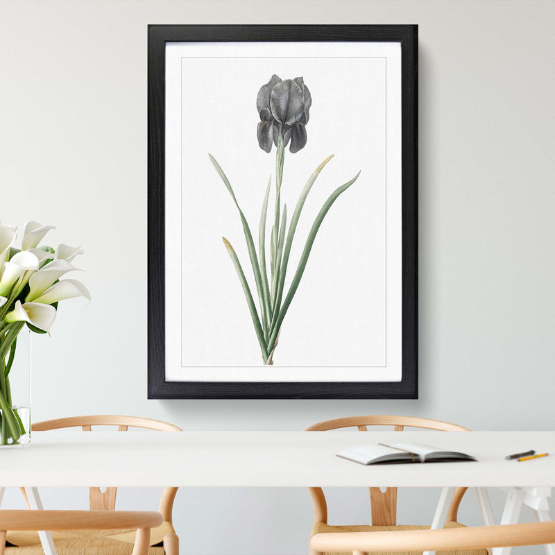 Mourning Iris Flower by Pierre-Joseph Redoute - Picture Frame Painting Print, 48cm H x 36cm W x 2cm D, Black Framed