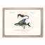 Seahorse & Flying Fish by Charles d' Orbigny - Picture Frame Painting Print-55614184-55614186