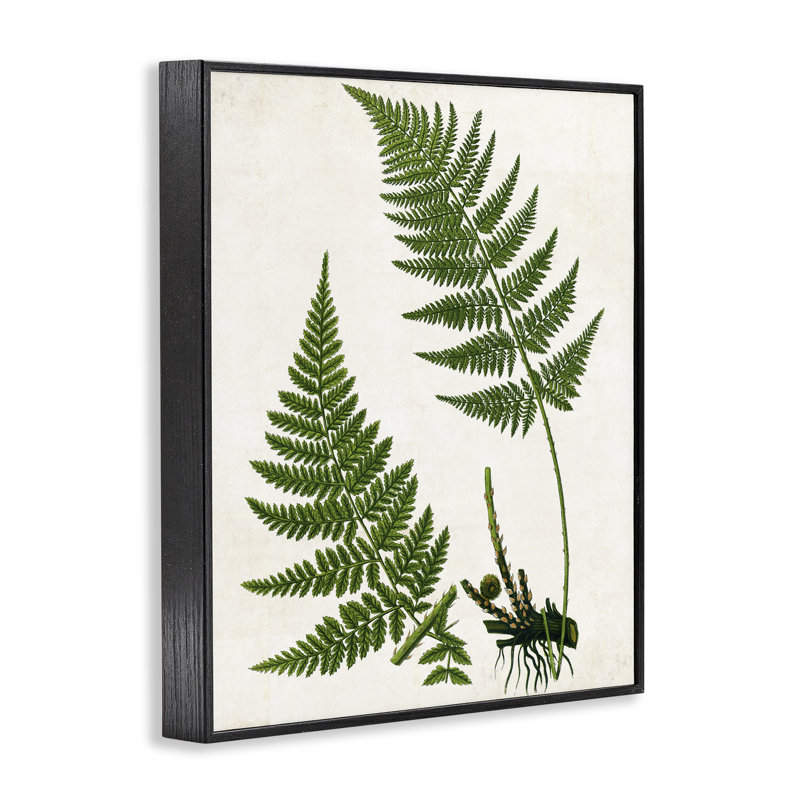  «Two Ferns Nature Study», art de la giclée encadrée par Susan Arnot, H 14 po x l 11 po, Giclée encadrée noir minuit
